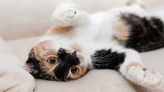 Porque é que o gato mostra a barriga: zoólogos decifraram os sinais do seu bichano