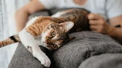 Quando o gato te vê como mãe: 7 sinais felinos de que não és apenas um humano para ele