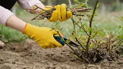Podem não florescer: jardineiros indicam as plantas que não se devem podar na primavera
