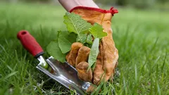 Jardim ameaçado por ervas daninhas: as plantas mais perigosas invadem o terreno na primavera