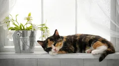 As consequências serão graves: porque não se deve deixar os gatos dormir no parapeito da janela