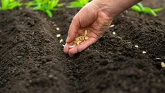 O que plantar em abril: 5 hortícolas mais resistentes para um clima instável