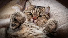 Gosta de gatos? A psicologia diz que tem 5 traços de personalidade muito raros