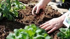 Ervas, flores e legumes: lista de plantas que nunca deve cultivar a partir de sementes